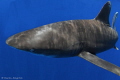   Oceanic Whitetip bold beautiful  